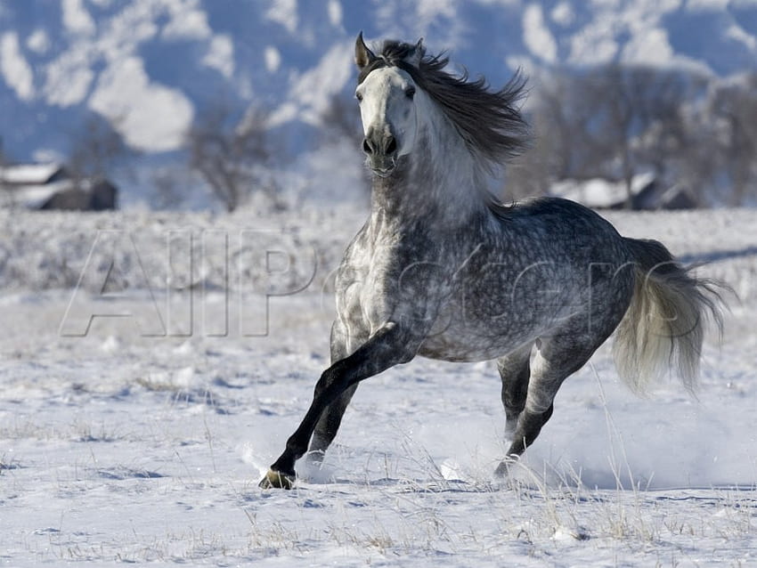 Wintry Horse 1, winter, spanish, andalusian, horses, grey, snow HD wallpaper
