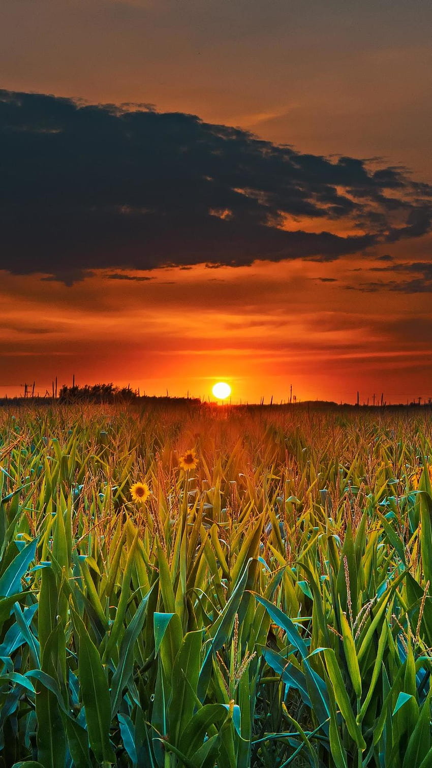 Traktor, Feld, Bauernhof, John Deere, Grafik, Natur, Sonnenuntergang, Landschaft für iPhone 6, 7, 8 . Cooles, landwirtschaftliches iPhone HD-Handy-Hintergrundbild