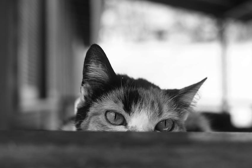Animals, Cat, Eyes, Bw, Chb, Ears, Peek Out, Look Out HD wallpaper