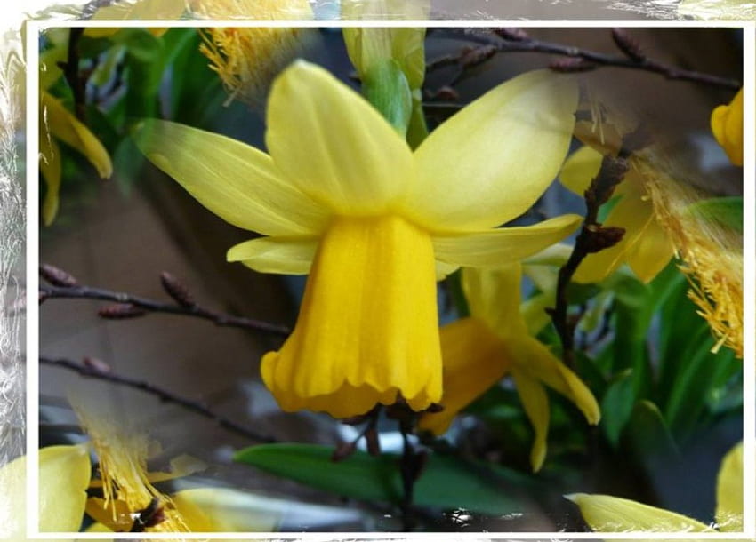 Yellow Daffodil, frame, flower HD wallpaper