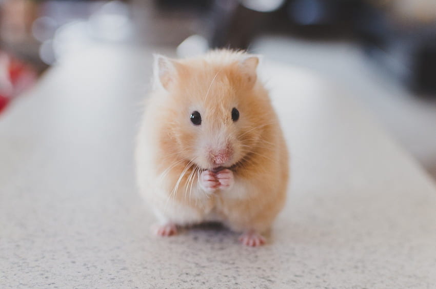 Erkek Hamster Goruntusu