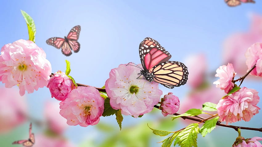 Pink Flowers Blooms and Butterfly . Butterflies in 2019, Pastel Flowers Butterflies HD wallpaper