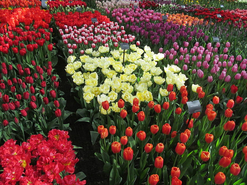 Tulipani multicolori, molti, fiori, multicolore, tulipani Sfondo HD
