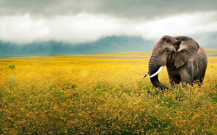 Animals, Grass, Sky, Field, Stroll, Beautiful Landscape, Elephant HD wallpaper