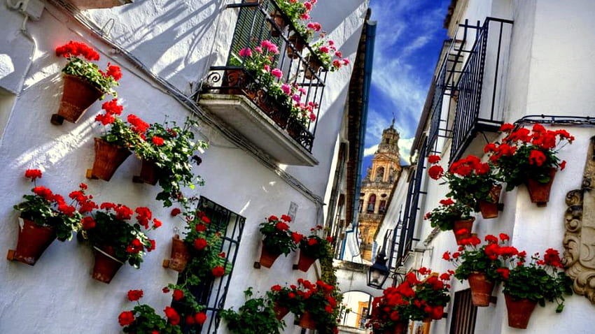 Cordoba Flowers : : High Definition : Fullscreen, Cordoba Spain HD wallpaper