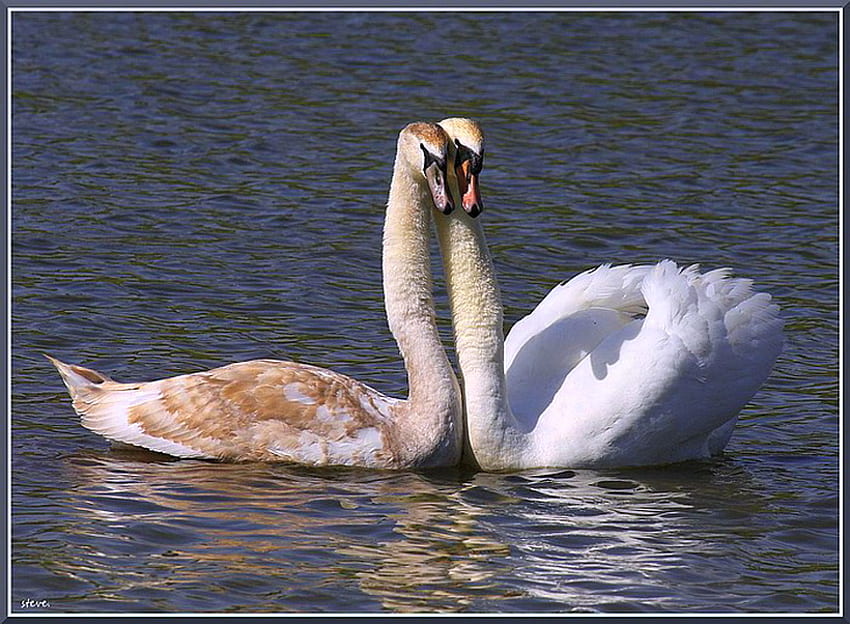 Meeting, young swans, white, brown, affection, pair, water HD wallpaper