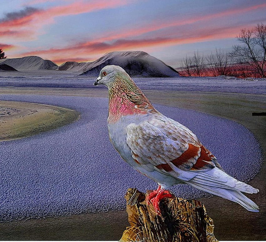 Pigeon., animal, perch, pigeon, bird HD wallpaper
