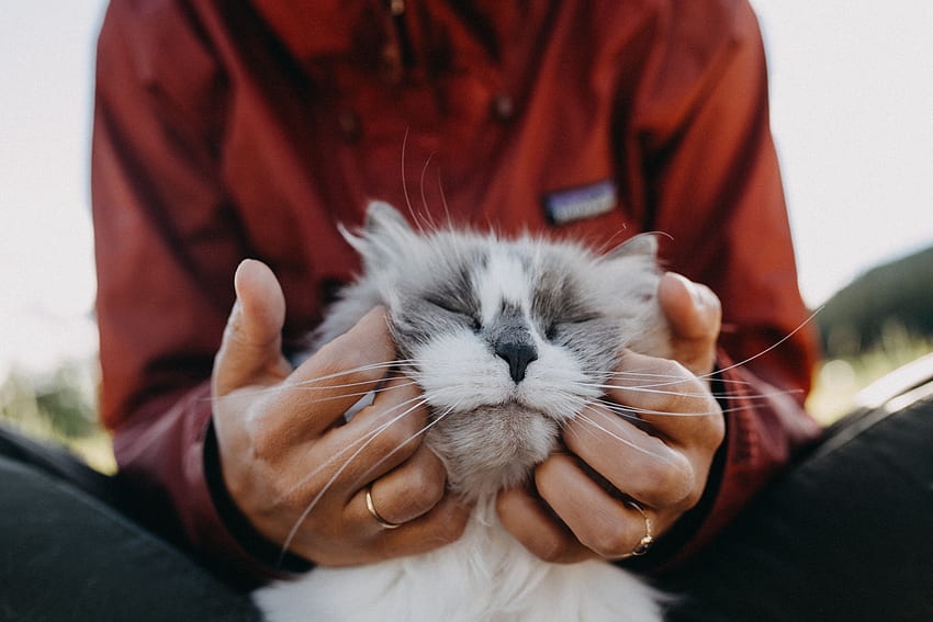 Animals, Cat, Fluffy, Hands, Tenderness HD wallpaper