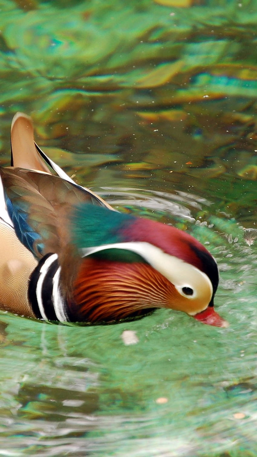 Mandarin Duck, East Palearctic, Bird HD phone wallpaper