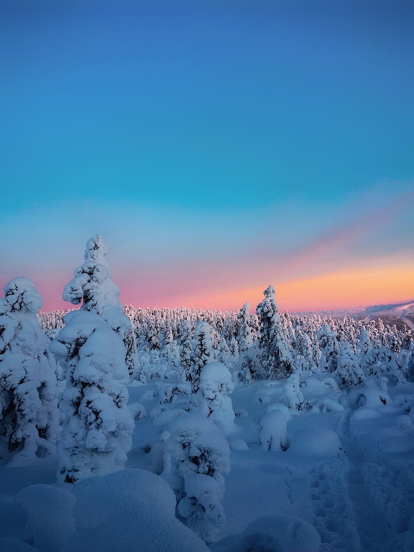 Winter, sunset, twilight, trees, nature HD phone wallpaper