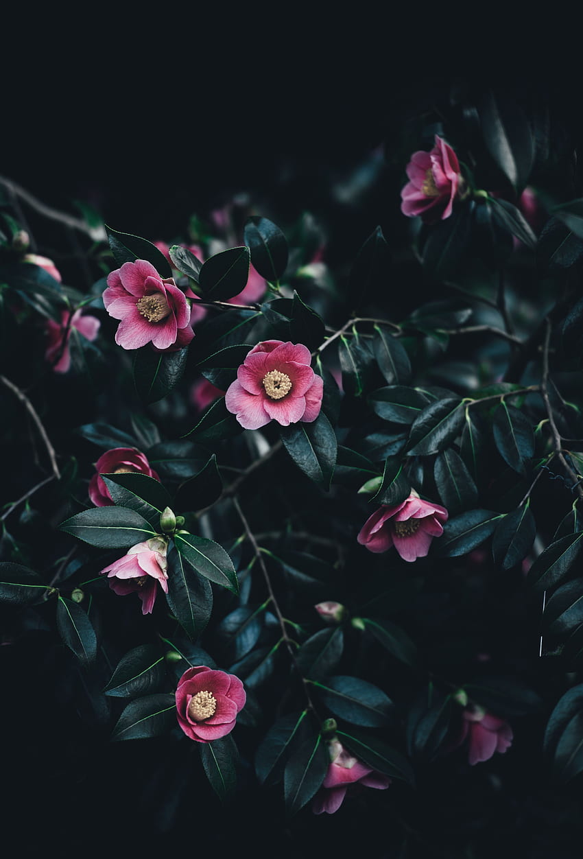 Flores, Rosa, Arbusto, Camélia Papel de parede de celular HD
