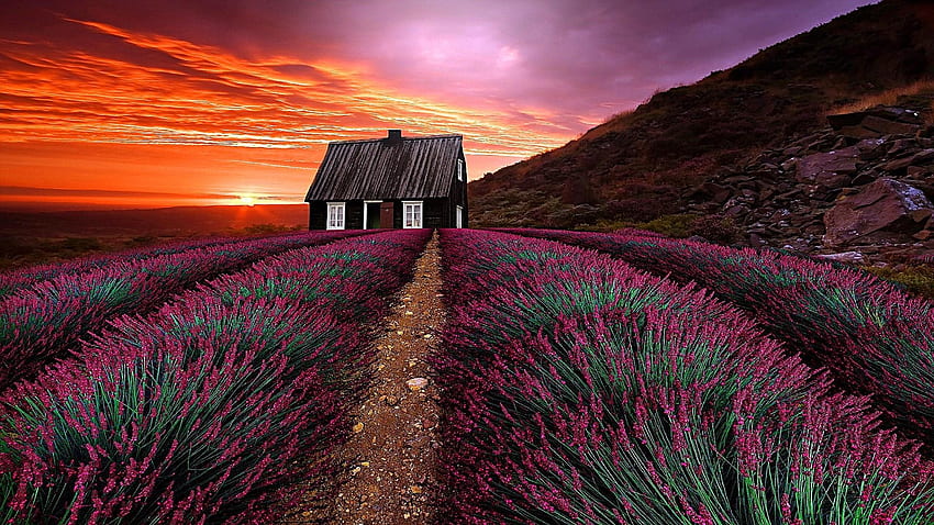 Sunset Over The Lavender Field, sunlight, house, landscape, farm, grass, field, blossoms, lavender, nature, flowers, sunset HD wallpaper