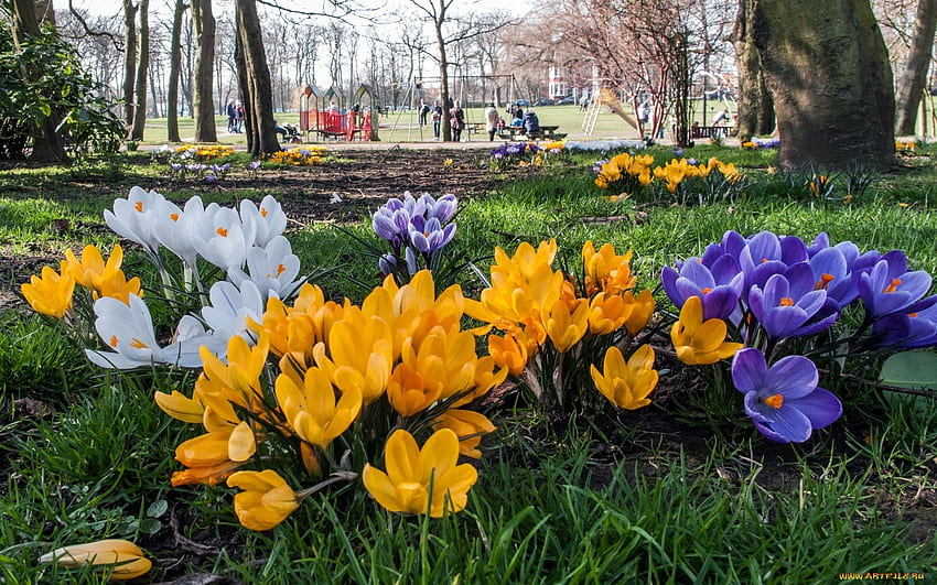 Krokusse im Park, Blumen, Krokusse, Frühling, Park HD-Hintergrundbild