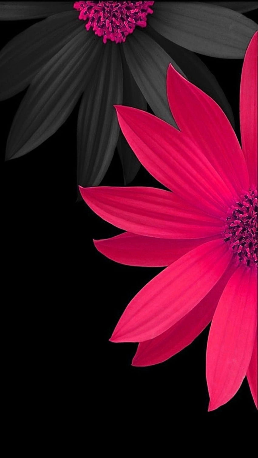 54 Red Flower Black Background  WallpaperSafari
