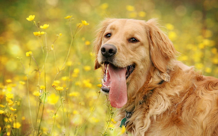 Tiere, Blumen, Hund, Maulkorb, Entspannung, Ruhe, Sprache, Zunge HD-Hintergrundbild