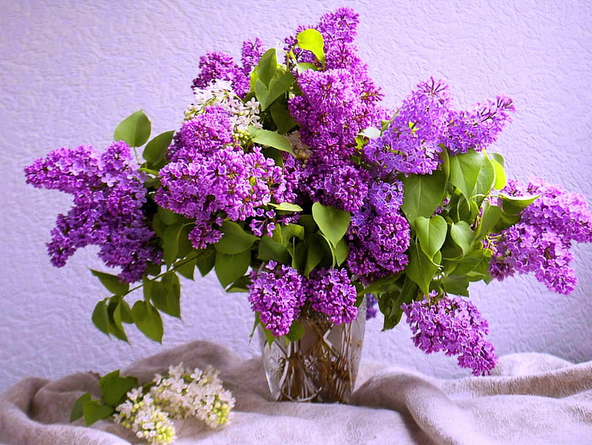Immer schön, Flieder, Lila, Vase, Blumen HD-Hintergrundbild