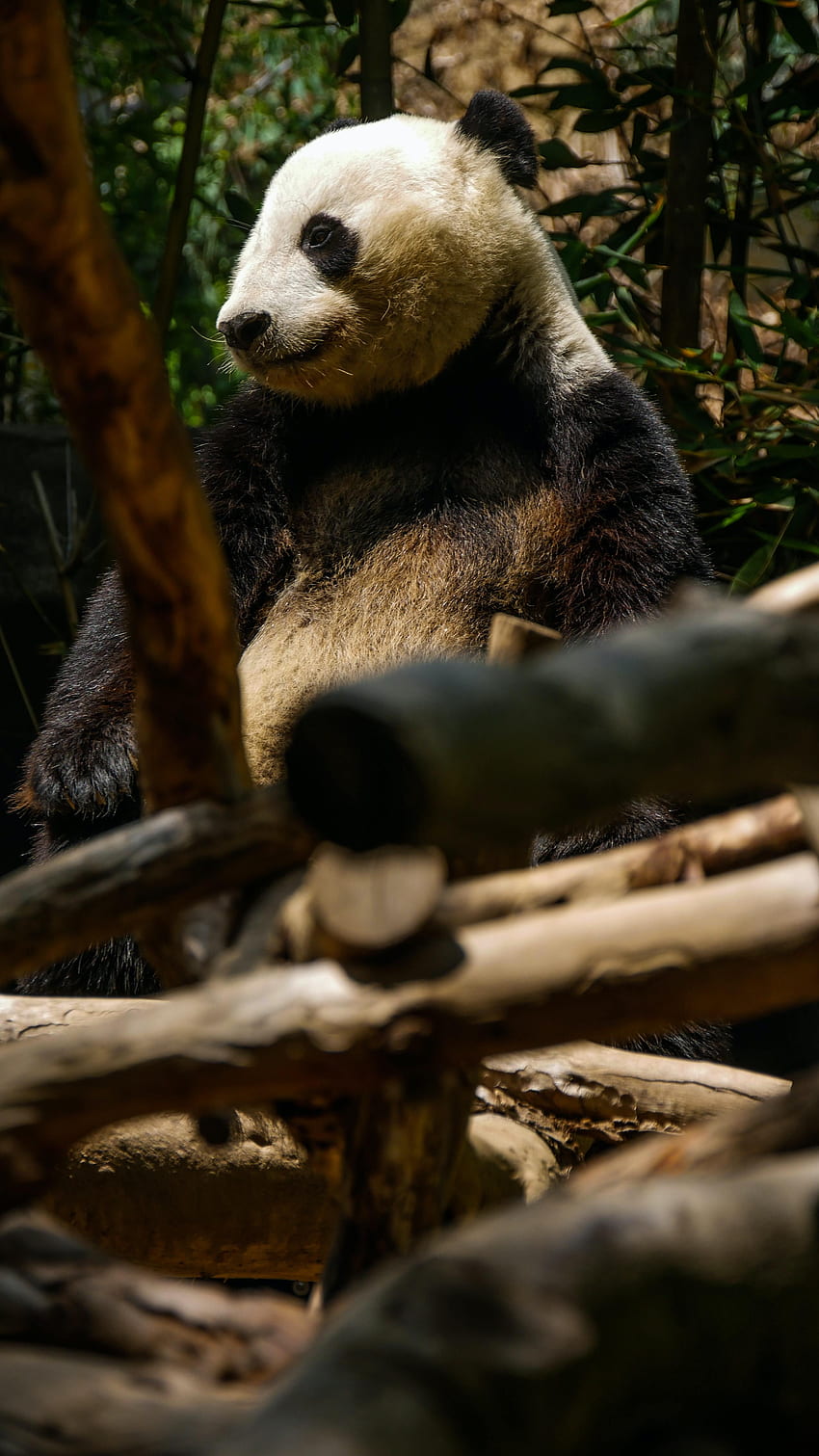 Animals, Trees, Nice, Sweetheart, Bamboo, Panda HD phone wallpaper