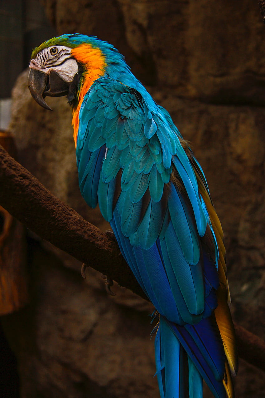 Zwierzęta, Papugi, Ptak, Ara Tapeta na telefon HD