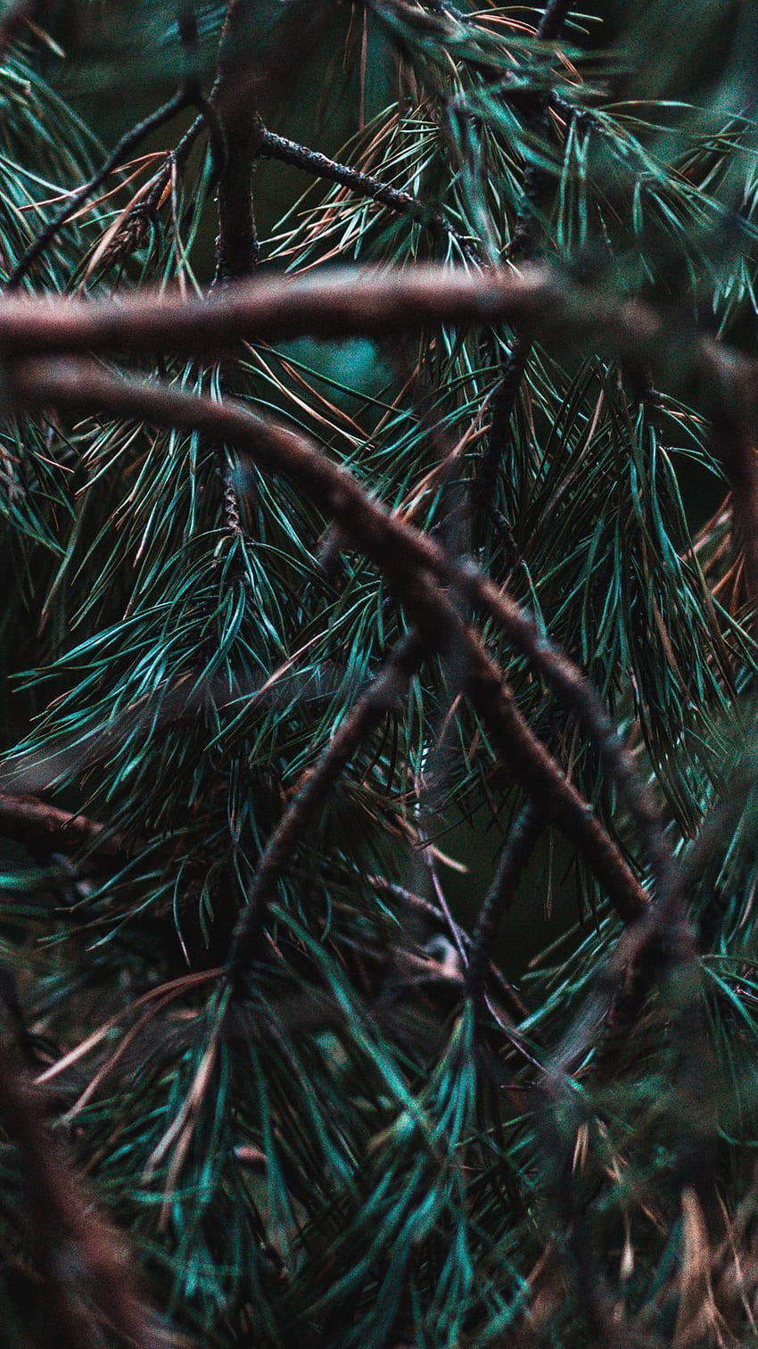 branches, pine, needles, tree, Evergreen HD phone wallpaper