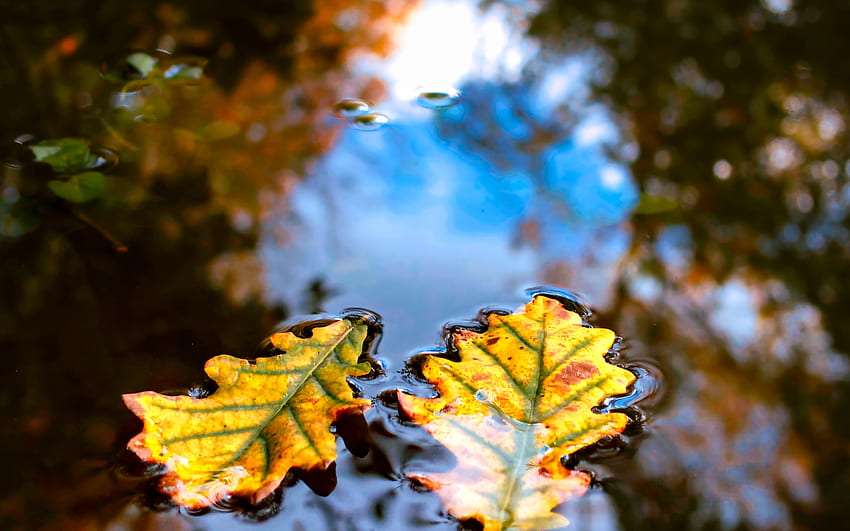 Leaves in Puddle, puddle, nature, leaf, reflection HD wallpaper | Pxfuel