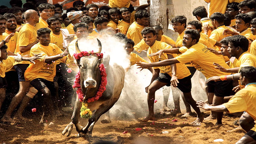 All you need to know about Jallikattu HD wallpaper