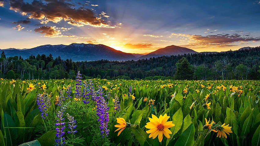East Idaho Spring's Delight, Caribou Mountains, pola, polne kwiaty, wzgórza, kwiaty, kraj, góry, zachód słońca, USA Tapeta HD