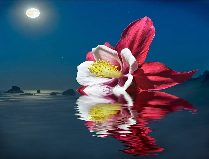 Reflections, reflection, water, moonlight, flower HD wallpaper