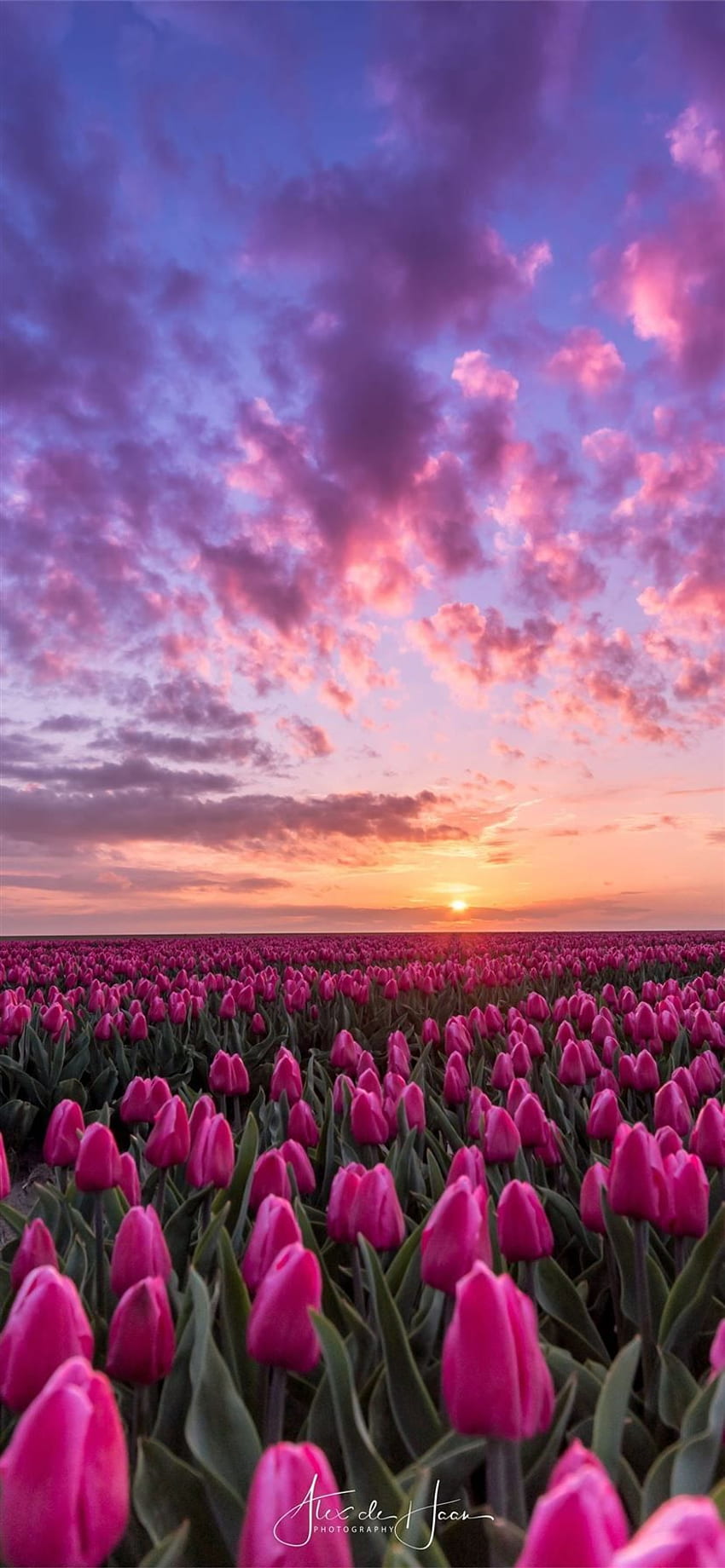 Tulip Fields от Холандия iPhone 11 HD тапет за телефон