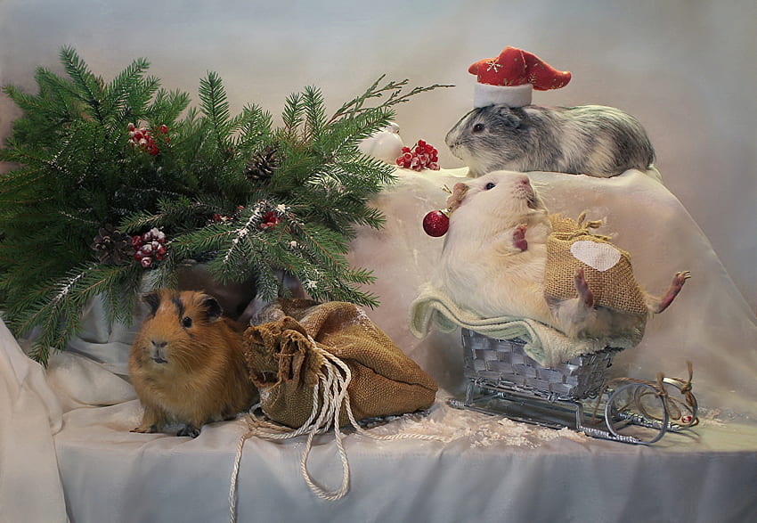 Guinea pigs New year Sled Winter hat Gifts Branches Animals, Christmas Hamster HD wallpaper