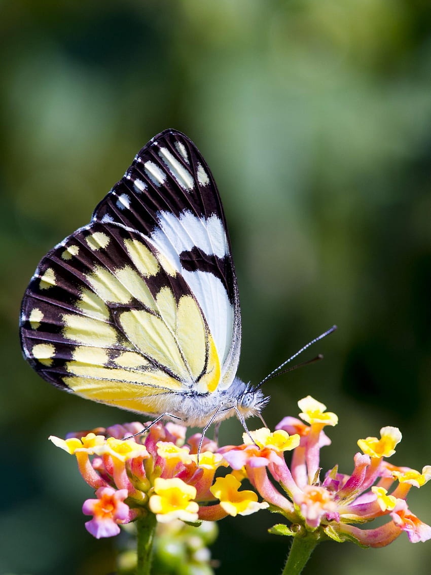 Schmetterling auf Blume - iPhone, Android & Hintergrund HD-Handy-Hintergrundbild