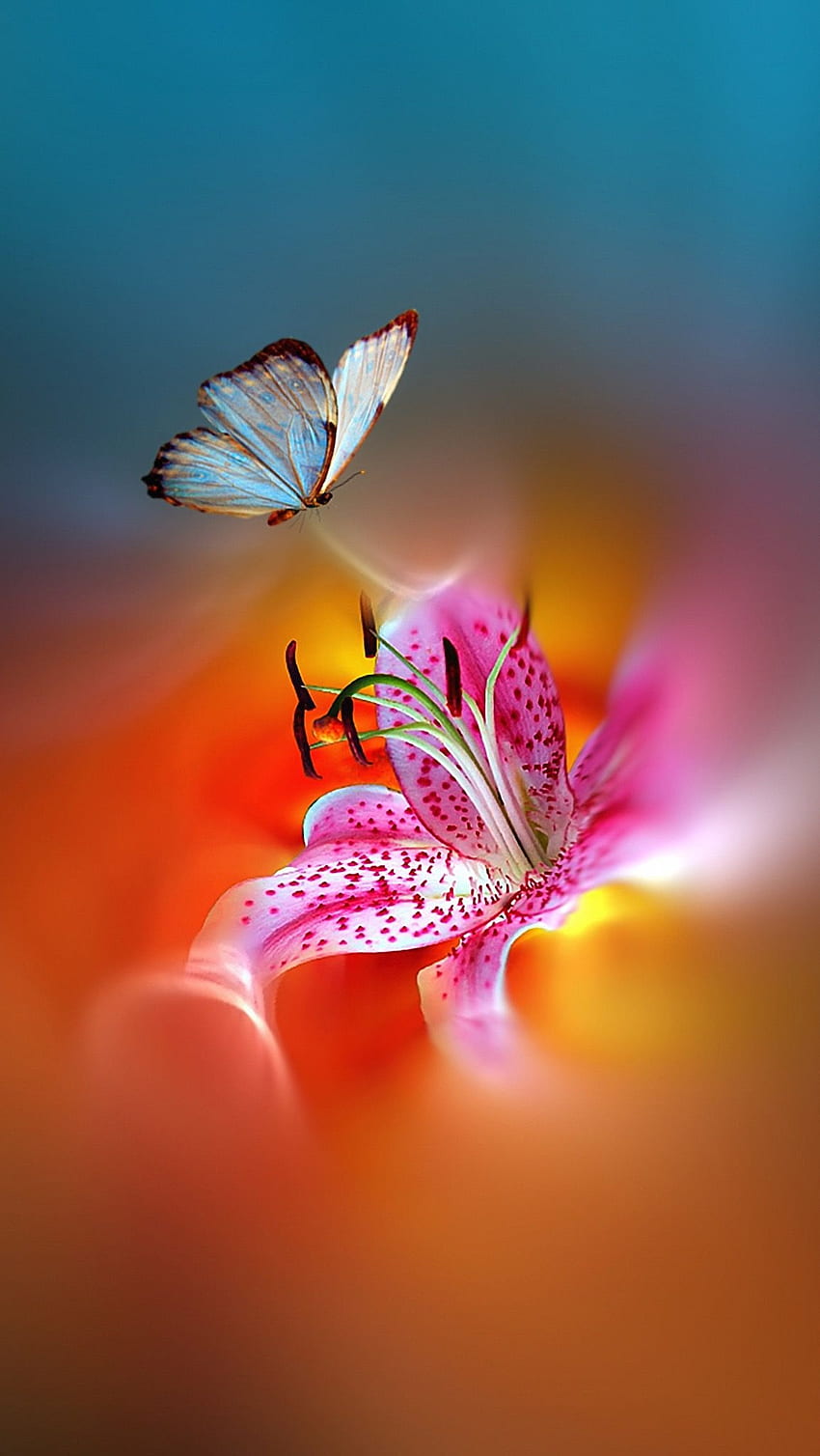 Butterfly Nature, Amazing Nature Butterfly HD phone wallpaper | Pxfuel