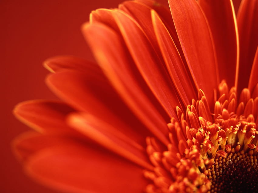 Nie mogę sobie pomóc. Po prostu bardzo, bardzo kocham kwiaty, Czerwony Kwiatku Tapeta HD