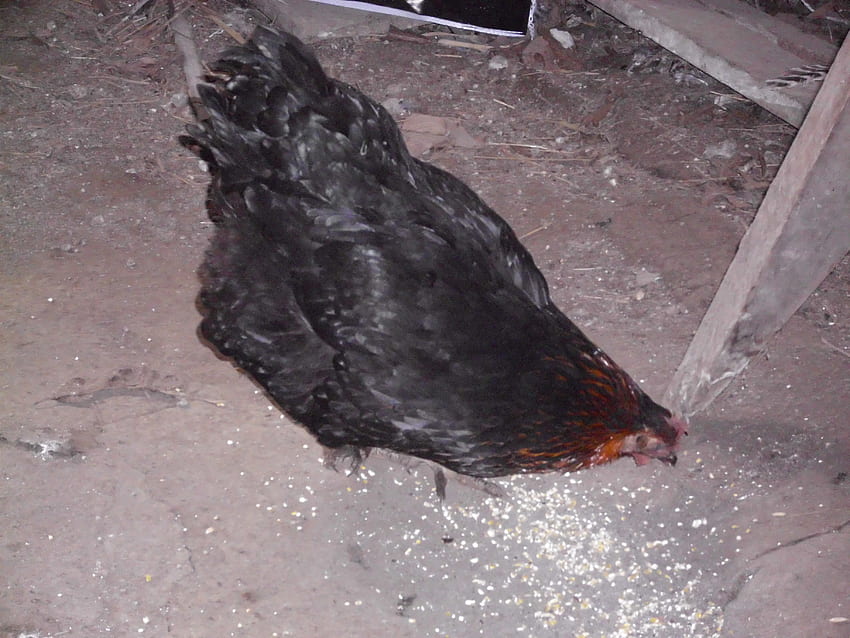 Bellina, frango, fazenda, estrela negra, galinha papel de parede HD