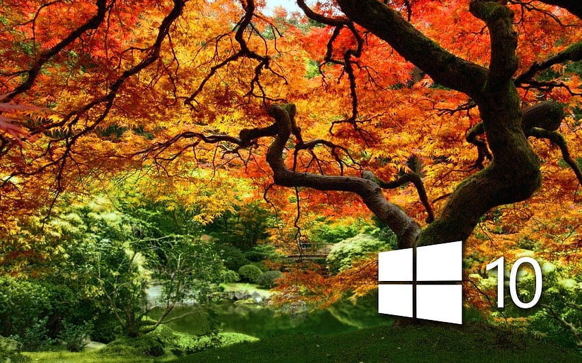 Windows 10 on the orange tree simple logo - Computer HD wallpaper