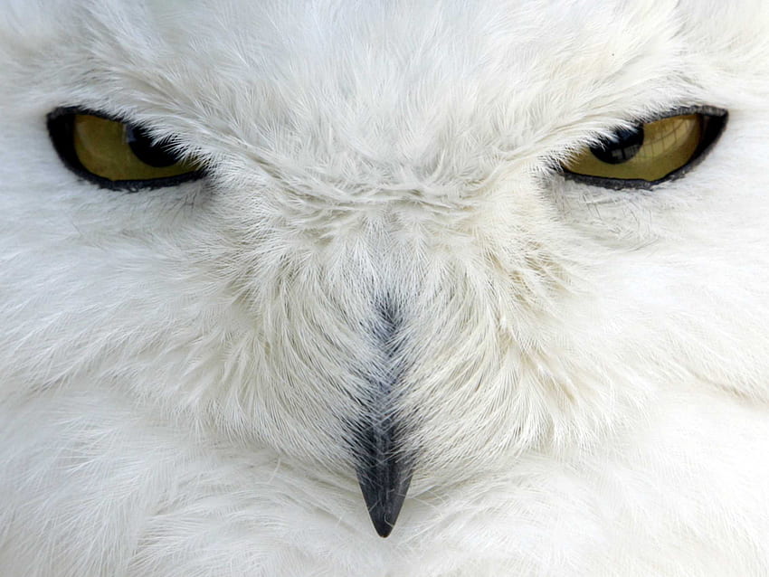 Snowy owl. rating 206.7 Kbytes HD wallpaper