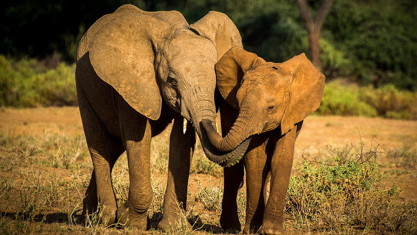 Любов на майката слон към детето му, африканска любов HD тапет