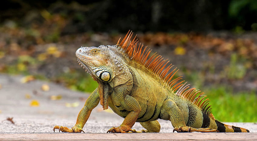Iguana w naturze, natura, iguana, jaszczurka, gad Tapeta HD