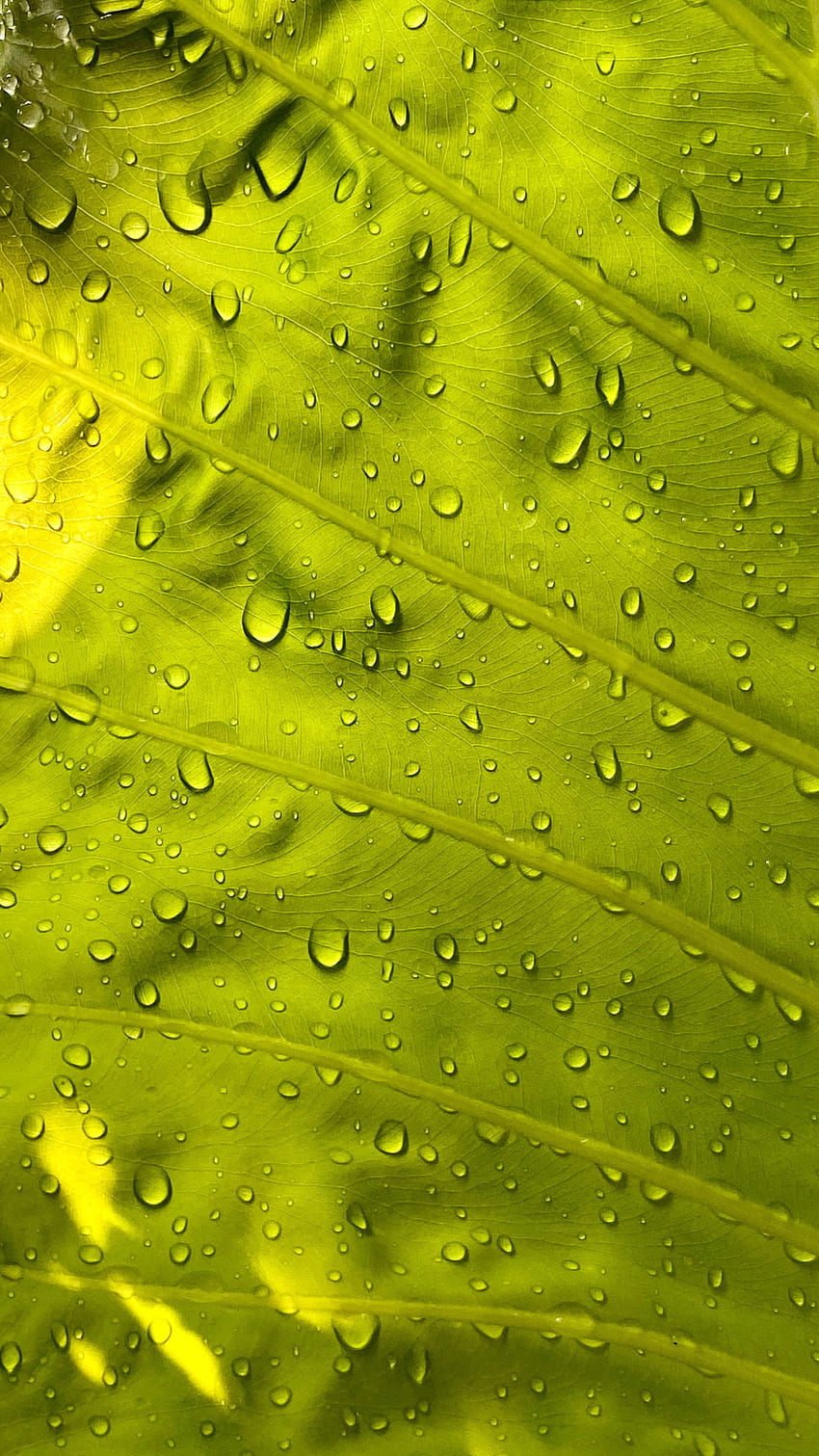 Leaf, drops, surface, veins, close up HD phone wallpaper