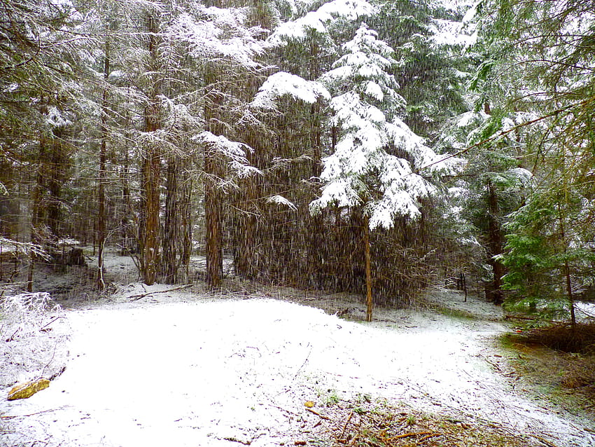 Snowfall in forest, winter, white, firs, green, branches, trees, snow flakes, forest HD wallpaper