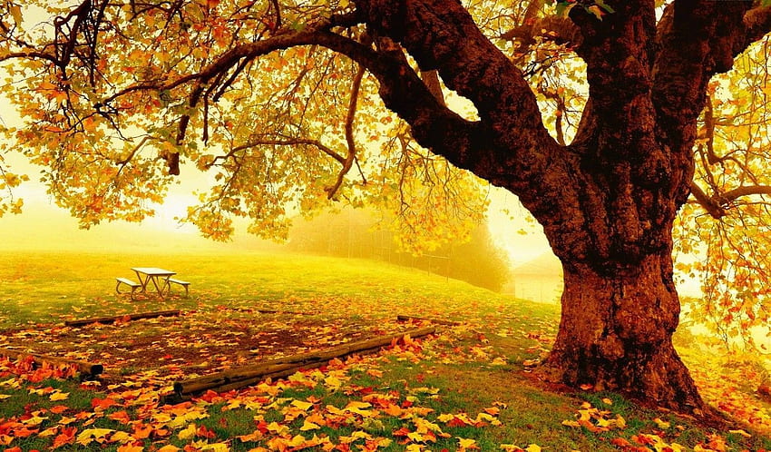 公園の紅葉は金色の木の椅子、リラックスした秋 高画質の壁紙