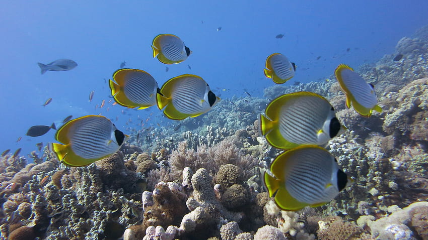 sott'acqua, pesce, pesce farfalla, barriera corallina Sfondo HD