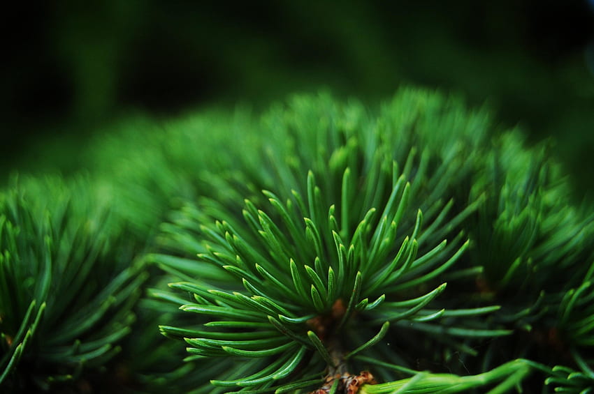 Close up, depth of field, green leaves, pine HD wallpaper