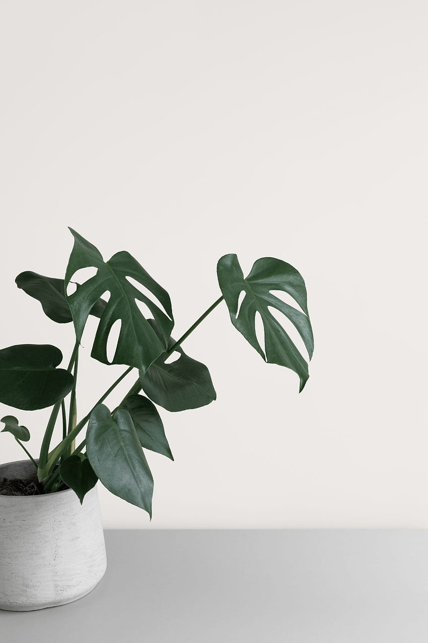 Gewöhnliche Zimmerpflanzen: Schöne, pflegeleichte Zimmerpflanzen. Einfache Ästhetik, minimalistisch, Pflanzenästhetik, Zimmerpflanze HD-Handy-Hintergrundbild