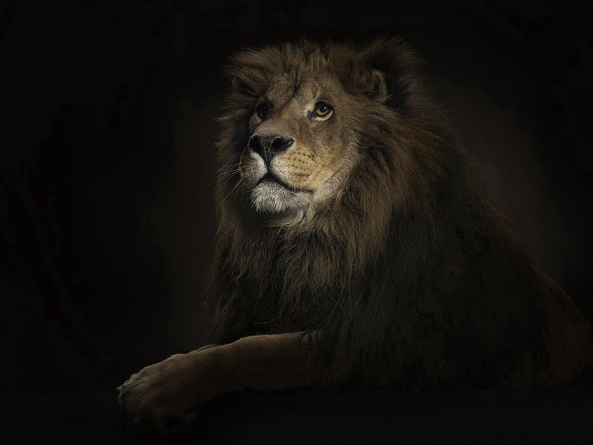 Zwierzęta, cień, lew, drapieżnik, duży kot Tapeta HD