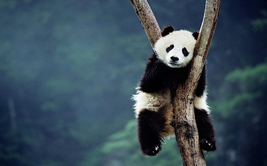 Panda Bears, Bamboo Panda HD wallpaper | Pxfuel