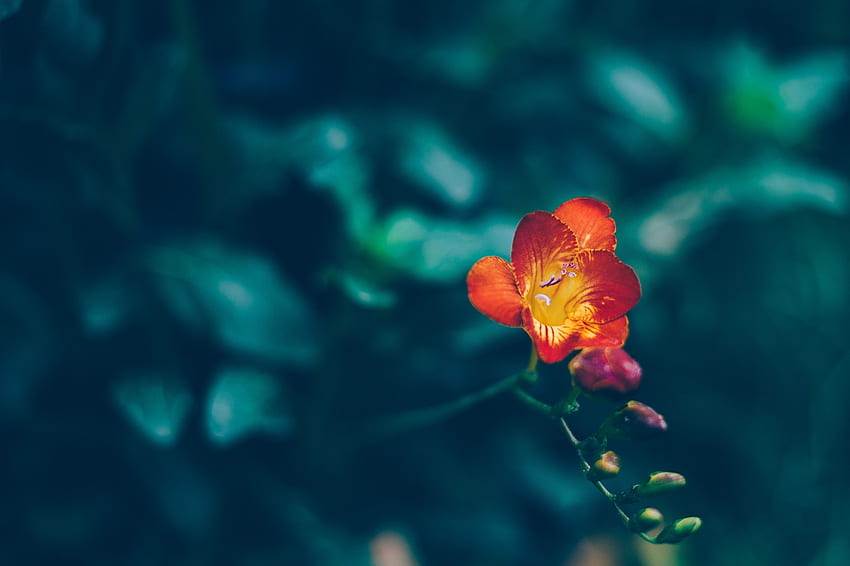 Flowers, Flower, Blur, Smooth HD wallpaper