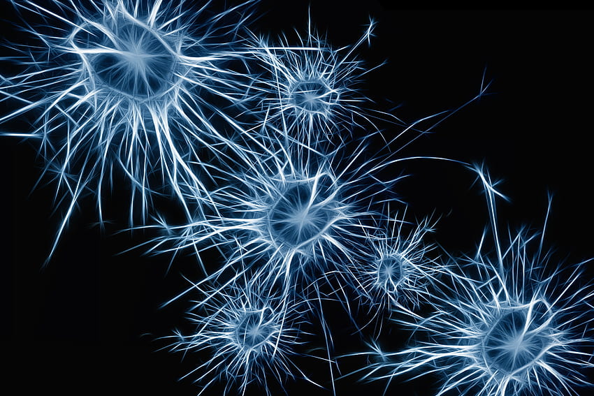 Abstract, Structure, Cells, Neurons HD wallpaper