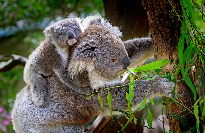 Animals, Wood, Young, Tree, Joey, Koala, Eucalyptus HD wallpaper