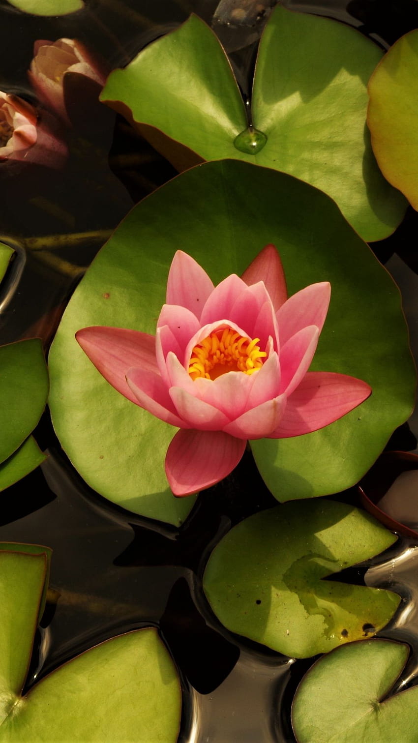 IPhone . Blume, Heiliger Lotus, Wasserpflanze, Lilie HD-Handy-Hintergrundbild