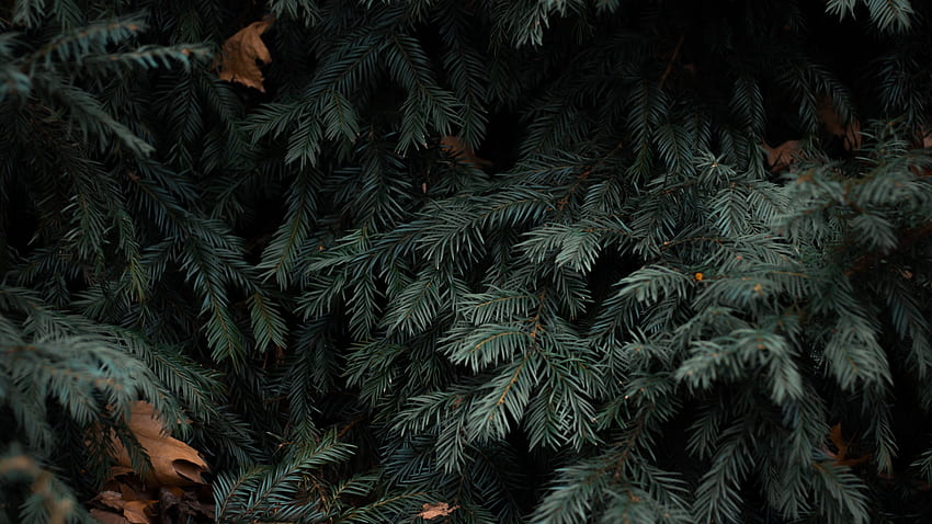 spruce, branches, needles PC and Mac, Pine Needles HD wallpaper